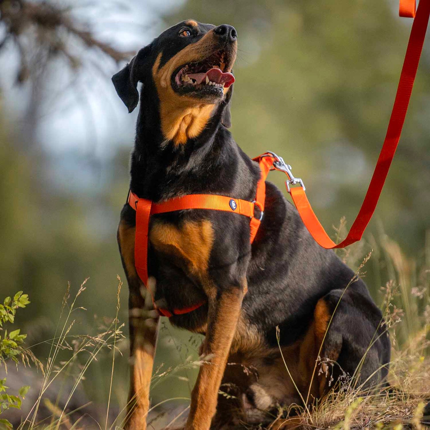 Classic Solid Color Adjustable Dog Harness, YellowOrange
