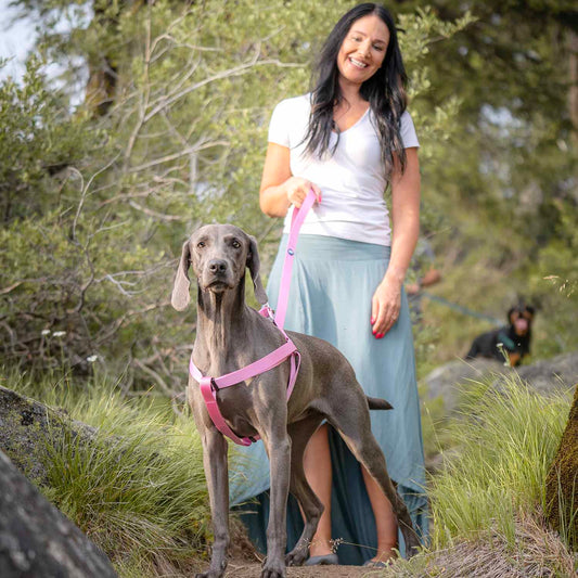 Classic Solid Color Adjustable Dog Harness, PinkRed